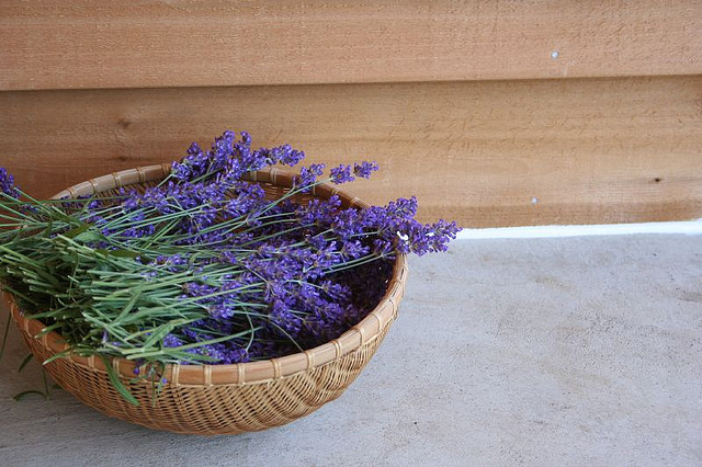 Come coltivare la lavanda in vaso per un balcone sempre fiorito e profumato