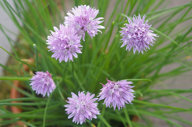 Come coltivare l&#8217;erba cipollina in vaso sul proprio balcone