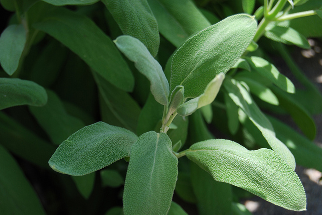 Come coltivare la salvia in vaso, deliziosa pianta officinale