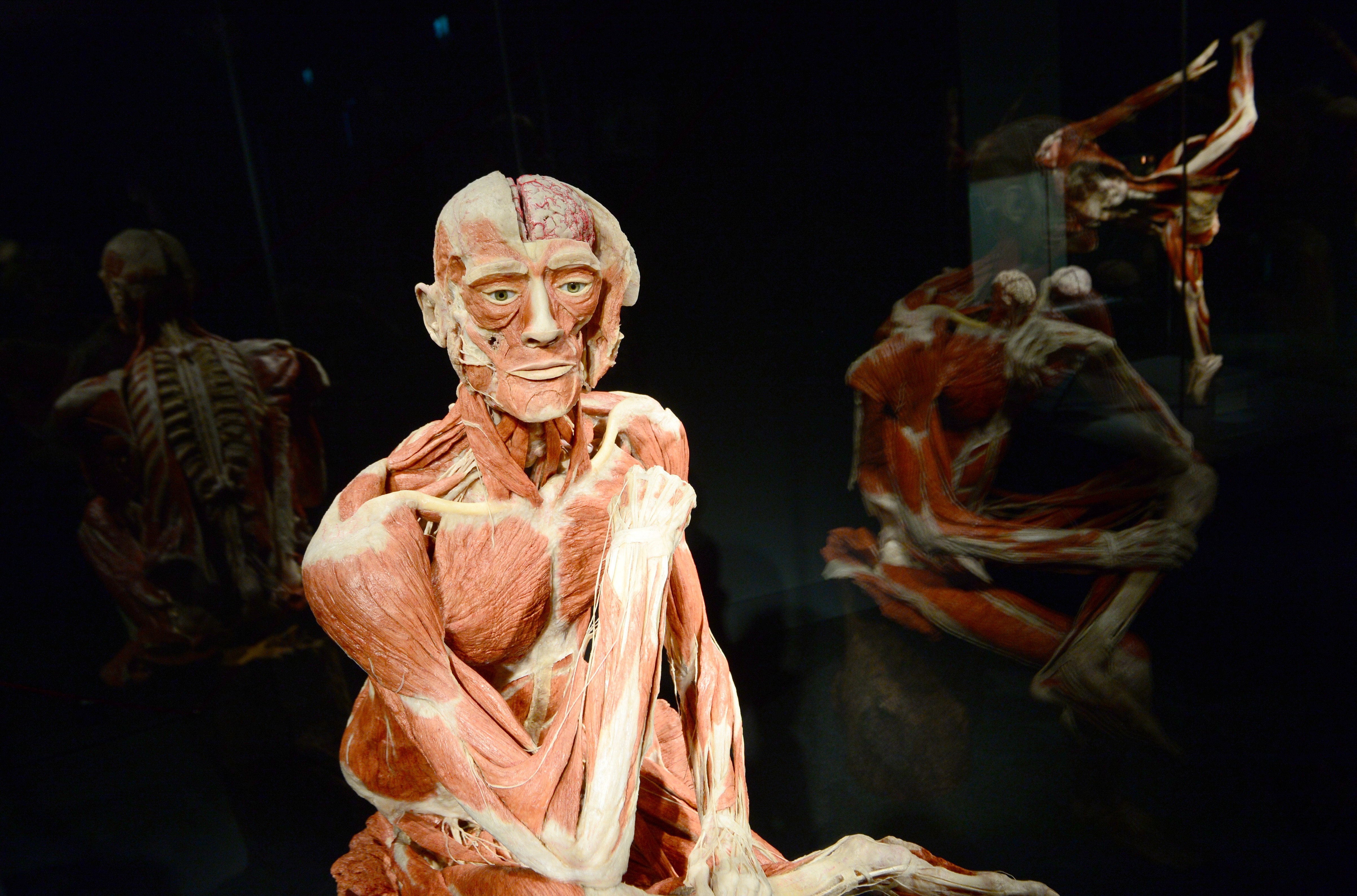 Il Menschen Museum &#8211; Museo dell&#8217;Uomo: a Berlino i corpi plastinati di Gunther von Hagens