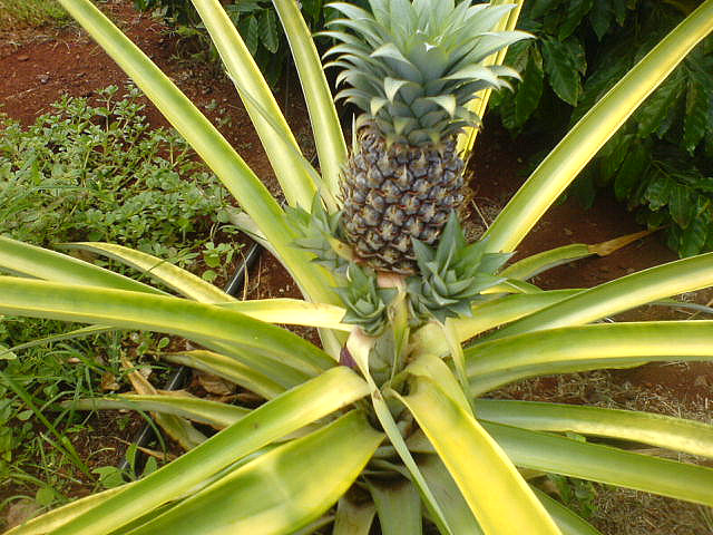 Come coltivare l&#8217;ananas in casa partendo dal ciuffo del frutto