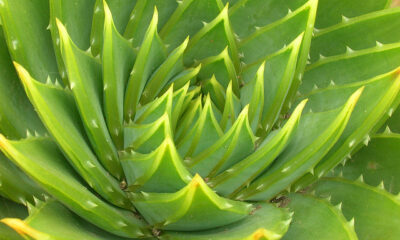 Pianta di Aloe