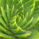 Pianta di Aloe
