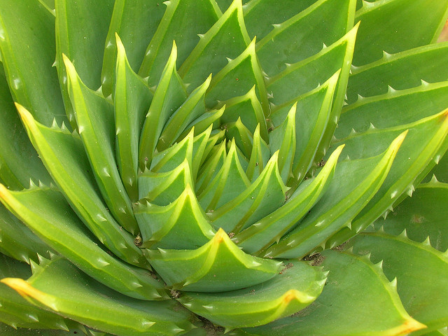 Come coltivare l&#8217;aloe vera sul proprio balcone