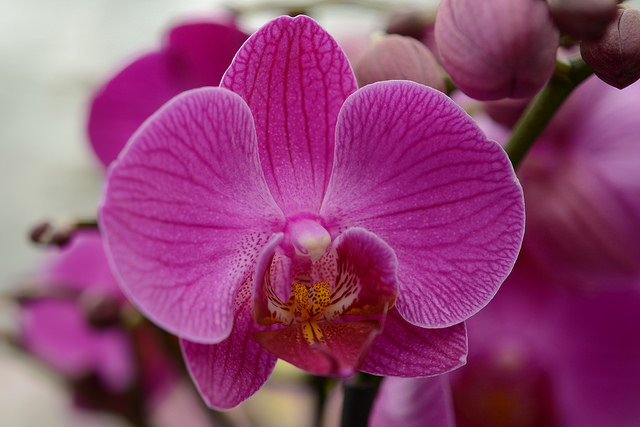 Come coltivare orchidee