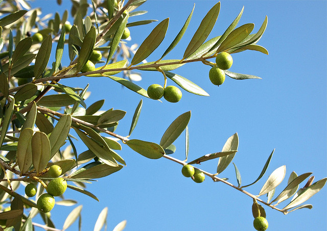 Come coltivare l&#8217;ulivo in vaso, splendida pianta mediterranea