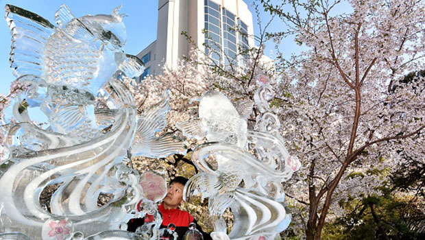 Buona Pasqua con le sculture di ghiaccio di Yoshihito Kosaka tra i ciliegi in fiore (video)