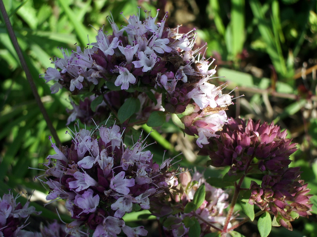 Come coltivare la maggiorana, pianta aromatica amica della salute