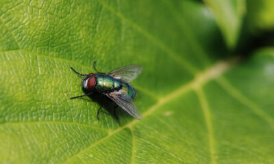 Piante anti mosche