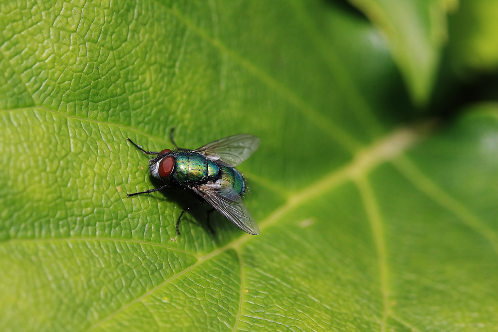 Le piante anti mosche da tenere in giardino o sul balcone