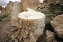 L&#8217;Isis assedia Palmira e minaccia le antiche rovine
