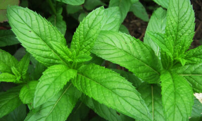 Come coltivare menta