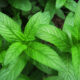 Come coltivare menta