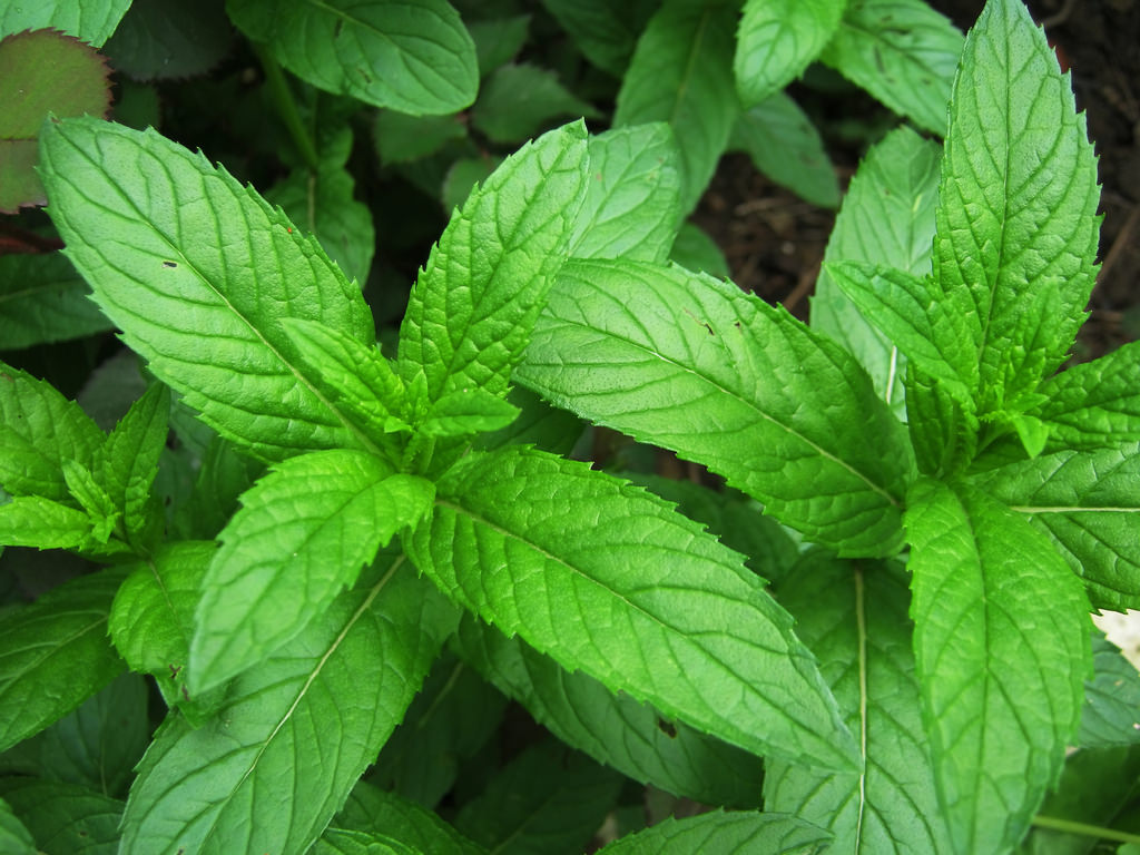 Come coltivare menta