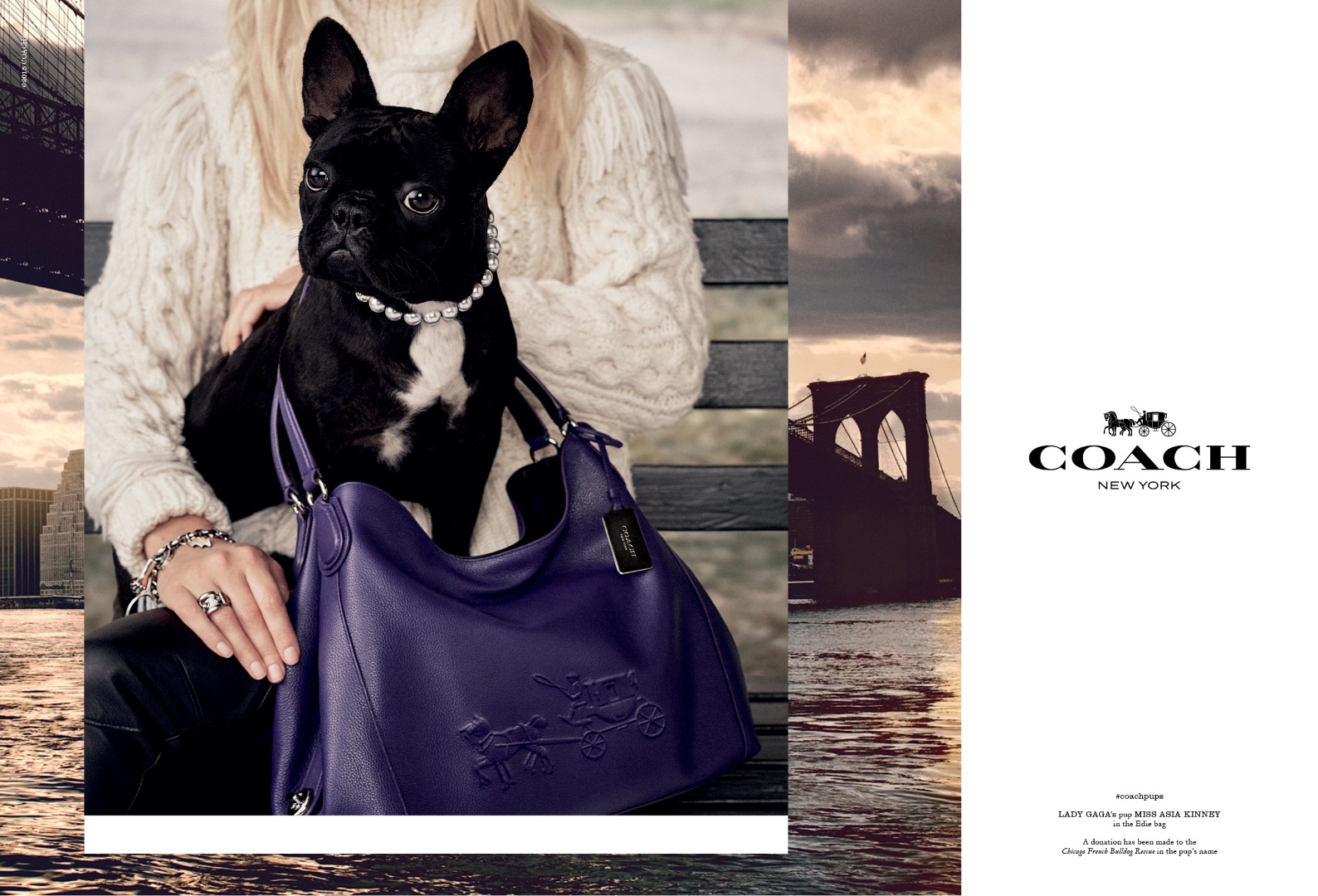 Coach campagna pubblicitaria: protagonista Miss Asia Kinney, l’amato bull dog francese di Lady Gaga