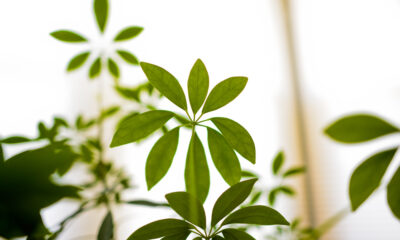 Piante repellenti insetti