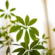 Piante repellenti insetti