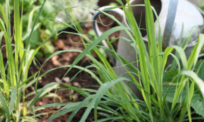 Come coltivare citronella