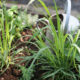 Come coltivare citronella
