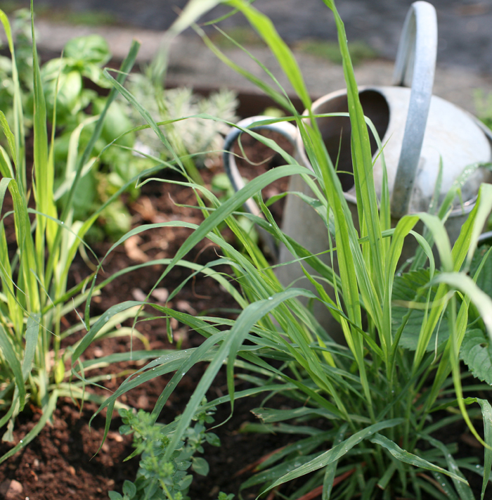 Come coltivare citronella