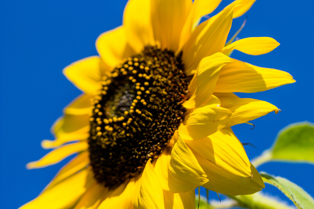 Come coltivare il girasole in vaso, la pianta dell&#8217;estate