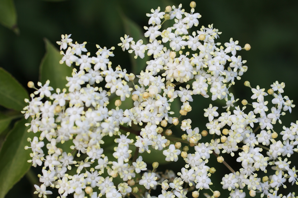 Come coltivare il sambuco nel giardino di casa