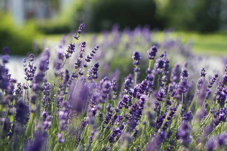 Olio essenziale di lavanda per la bellezza di pelle e capelli