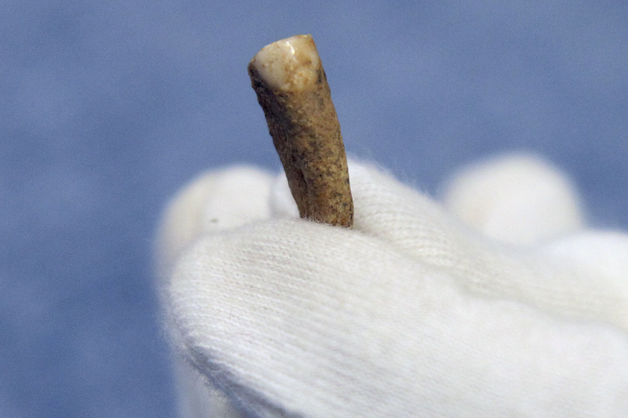 Francia: trovato il dente di un uomo vissuto 600mila anni fa