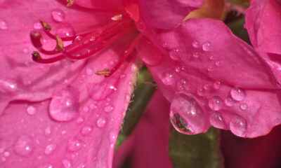Come coltivare azalea