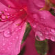 Come coltivare azalea