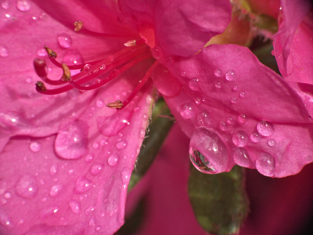 Come coltivare le azalee in vaso per colorare il balcone