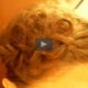 Acconciature in 10 minuti