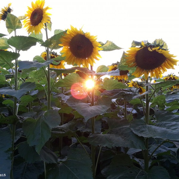 Muore di cancro, il marito le dedica un campo di girasoli