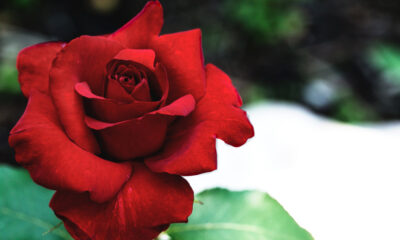 Rosa rossa