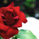 Rosa rossa