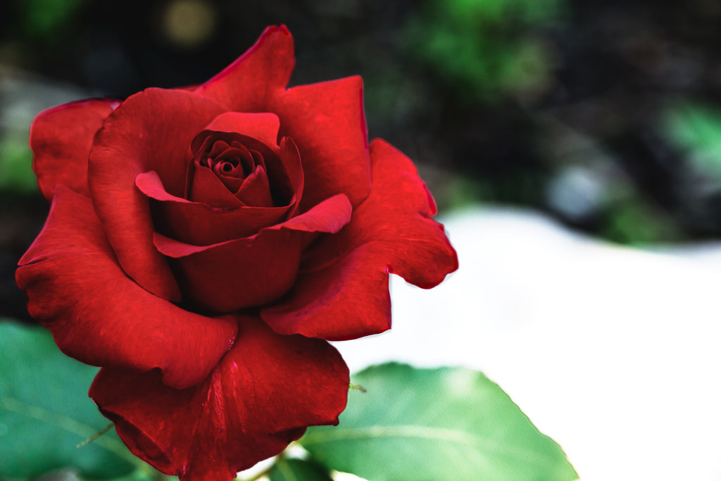 Rosa rossa
