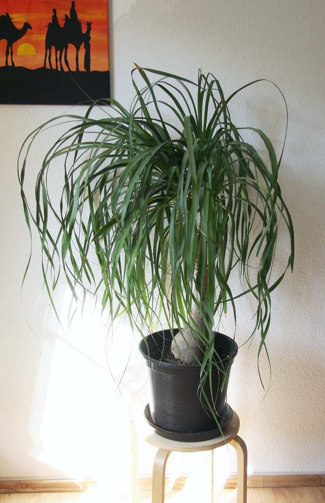 Beaucarnea pianta mangiafumo