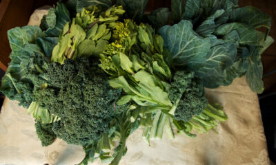 Coltivare cime rapa