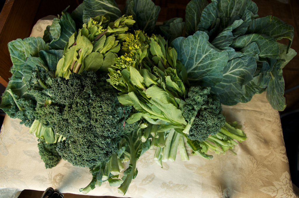 Come coltivare le cime di rapa in vaso sul balcone