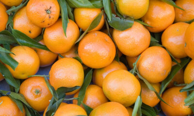 Come coltivare clementine
