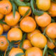 Come coltivare clementine