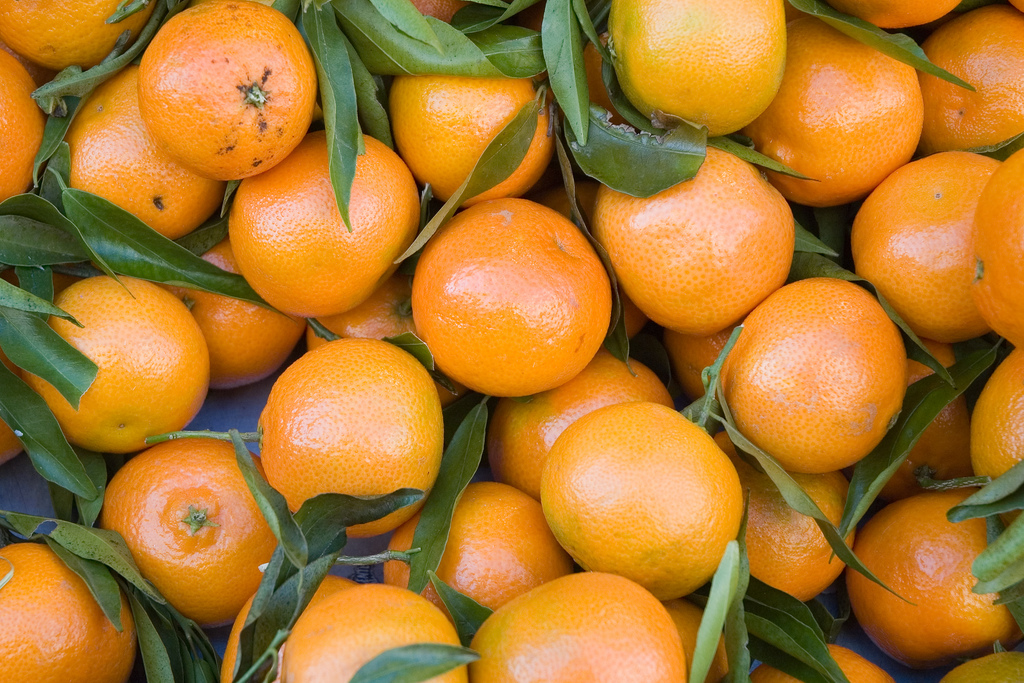 Come coltivare clementine in vaso