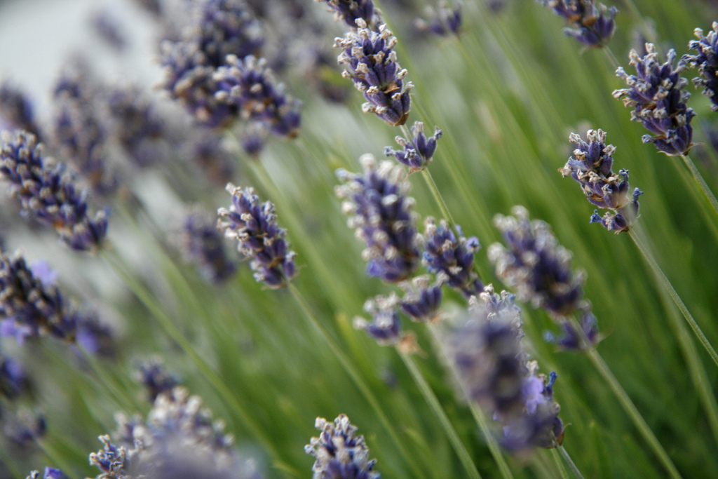 Lavanda