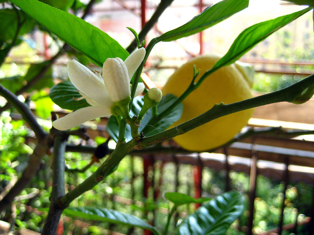 Le 5 piante da frutto da coltivare in vaso sul balcone