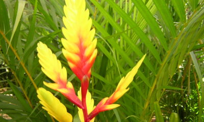 Come coltivare Bromelia