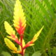Come coltivare Bromelia