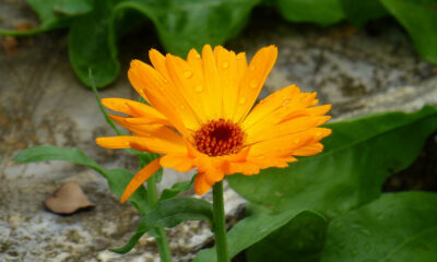 Come coltivare calendula