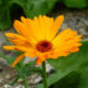 Come coltivare calendula