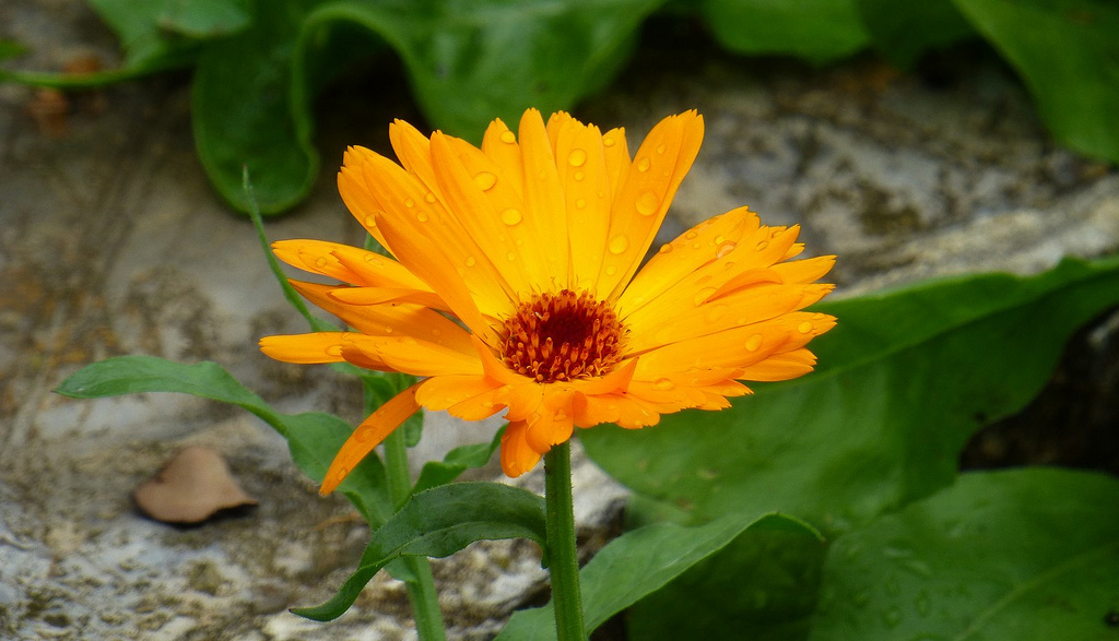 Come coltivare la calendula sul proprio balcone