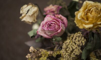 essiccare le rose